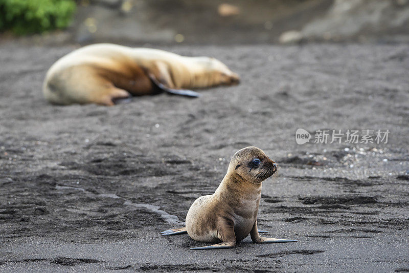 伊莎贝拉岛的婴儿Galápagos海狗(Arctocephalus galapagoensis)